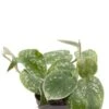 Philodendron Scandens Pictus - Heartleaf Philodendron -Groen Planten Shop philodendron scandens pictus