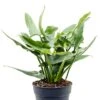 Philodendron Silver Queen - Silver Sword 1 Philodendron Silver Queen - Silver Sword -Groen Planten Shop philodendron silver queen plant