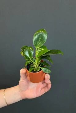 Philodendron White Measure (White Wave) - Stekje -Groen Planten Shop philodendron white measure