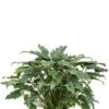 Philodendron Xanadu -Groen Planten Shop philodendron xanadu hydroplant