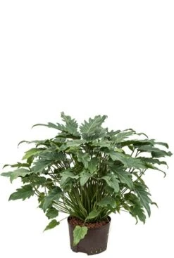 Philodendron Xanadu