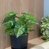 Philodendron -Groen Planten Shop philodendron zijde planten