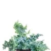 Phlebodium Davana - Blauwvaren -Groen Planten Shop phlebodium davana