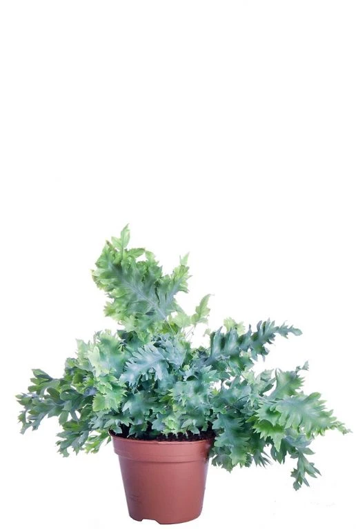 Phlebodium Davana - Blauwvaren 3 Phlebodium Davana - Blauwvaren