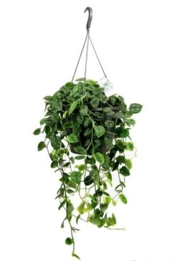 Scindapsus Pictus Argyraeus - Epipremnum