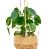 Kokodama Pilea Peperomioides - Pannenkoekenplant 2 Kokodama Pilea Peperomioides - Pannenkoekenplant -Groen Planten Shop pilea kokodama
