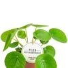 Pilea Peperomioides - Pannenkoekenplant -Groen Planten Shop pilea peperomioides 1