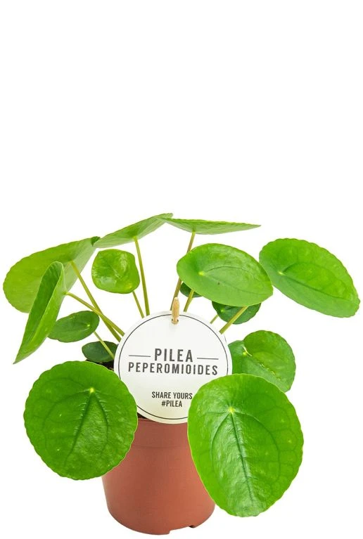 Pilea Peperomioides - Pannenkoekenplant 3 Pilea Peperomioides - Pannenkoekenplant