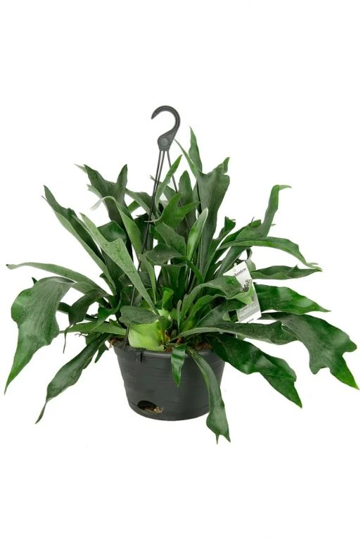 Platycerium Bifercatum - Hertshoornvaren 3 Platycerium Bifercatum - Hertshoornvaren