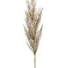 Pampas Grass -Groen Planten Shop pluim beige decoratie