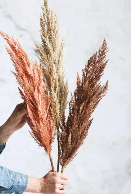 Pampas Gras 4 Pampas Gras - Afbeelding 2