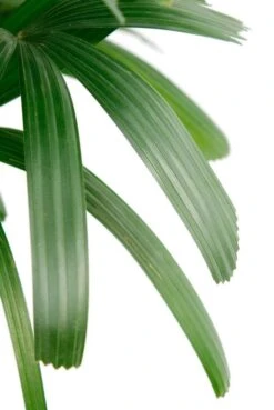 Groen Planten Shop 25 Groen Planten Shop -Groen Planten Shop rhaexc40180 4 2