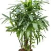 Rhapis Excelsa - Stokpalm -Groen Planten Shop rhapis excelsa hydrocultuur plant