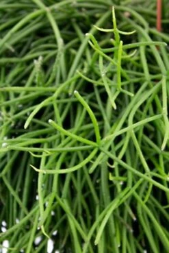 Rhipsalis Pulchra - Koraalcactus 6 Rhipsalis Pulchra - Koraalcactus -Groen Planten Shop rhipsalis pulchra koraalcactus 1 1