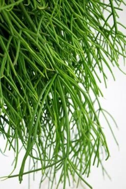 Rhipsalis Pulchra - Koraalcactus 7 Rhipsalis Pulchra - Koraalcactus -Groen Planten Shop rhipsalis pulchra koraalcactus 1 2