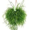 Rhipsalis Pulchra - Koraalcactus -Groen Planten Shop rhipsalis pulchra koraalcactus 1 3