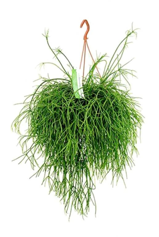 Rhipsalis Pulchra - Koraalcactus 3 Rhipsalis Pulchra - Koraalcactus
