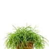 Rhipsalis Cashero - Koraalcactus 1 Rhipsalis Cashero - Koraalcactus -Groen Planten Shop rhipsalis cashero