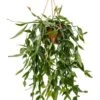 Rhipsalis Eliptica - Koraalcactus -Groen Planten Shop rhipsalis eliptica plant