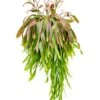 Rhipsalis Ramulosa Red Coral - Koraalcactus -Groen Planten Shop rhipsalis hangplant