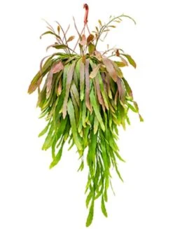 Rhipsalis Ramulosa Red Coral - Koraalcactus