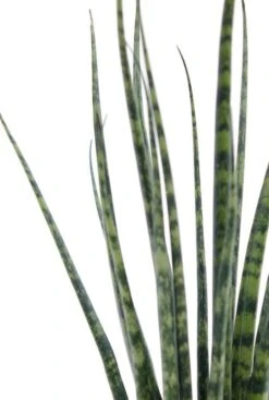 Sansevieria Fernwood Mikado - Vrouwentong 5 Sansevieria Fernwood Mikado - Vrouwentong -Groen Planten Shop safm12tf 1 1