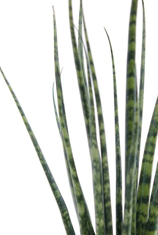 Sansevieria Fernwood Mikado - Vrouwentong 4 Sansevieria Fernwood Mikado - Vrouwentong - Afbeelding 2