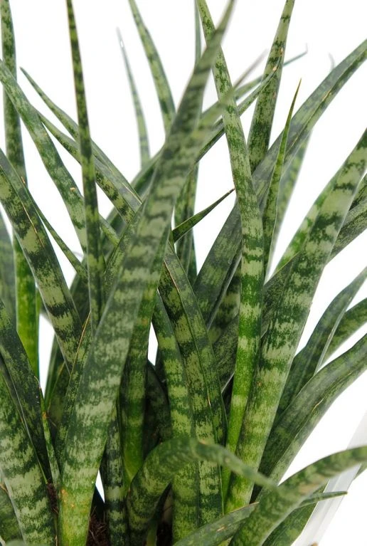 Sansevieria Fernwood Punk - Vrouwentong 5 Sansevieria Fernwood Punk - Vrouwentong - Afbeelding 3