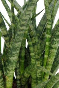 Sansevieria Fernwood Punk - Vrouwentong 10 Sansevieria Fernwood Punk - Vrouwentong -Groen Planten Shop safp12tf 2