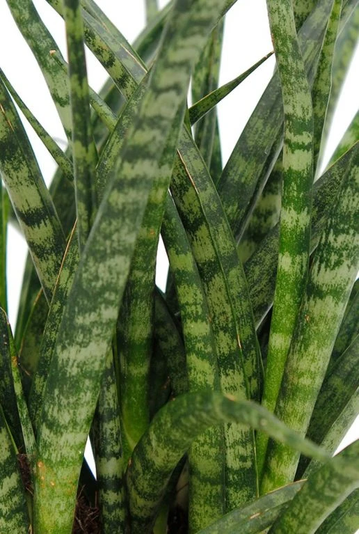 Sansevieria Fernwood Punk - Vrouwentong 6 Sansevieria Fernwood Punk - Vrouwentong - Afbeelding 4