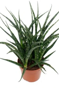 Sansevieria Fernwood Punk - Vrouwentong 11 Sansevieria Fernwood Punk - Vrouwentong -Groen Planten Shop safp12tf 3