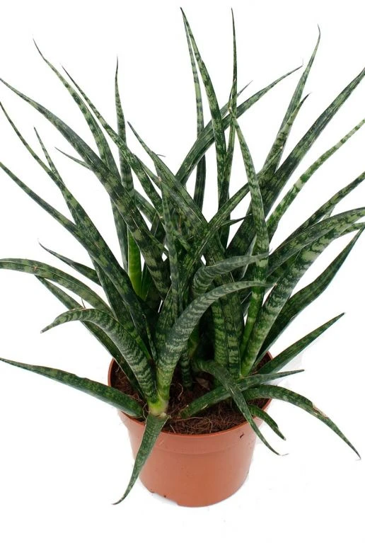 Sansevieria Fernwood Punk - Vrouwentong 7 Sansevieria Fernwood Punk - Vrouwentong - Afbeelding 5