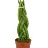 Sansevieria Twister - Vrouwentong 1 Sansevieria Twister - Vrouwentong -Groen Planten Shop sansevieria twister kamerplant