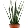 Sansevieria Fernwood Mikado - Vrouwentong 2 Sansevieria Fernwood Mikado - Vrouwentong -Groen Planten Shop sansevieria fernwood 1