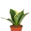 Sansevieria Golden Edge Hahni - Stekje 2 Sansevieria Golden Edge Hahni - Stekje -Groen Planten Shop sansevieria golden edge hahni