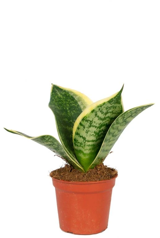Sansevieria Golden Edge Hahni - Stekje 3 Sansevieria Golden Edge Hahni - Stekje