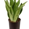 Sansevieria Moonshine - Vrouwentong 2 Sansevieria Moonshine - Vrouwentong -Groen Planten Shop sansevieria moonshine hydrocultuur