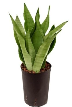 Sansevieria Moonshine - Vrouwentong