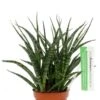Sansevieria Fernwood Punk - Vrouwentong 1 Sansevieria Fernwood Punk - Vrouwentong -Groen Planten Shop sansevieria vrouwentong