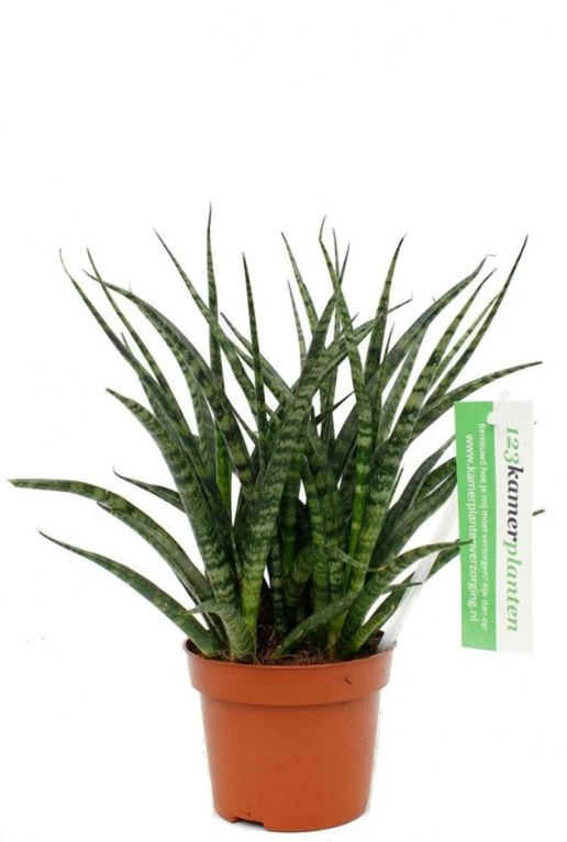 Sansevieria Fernwood Punk - Vrouwentong 3 Sansevieria Fernwood Punk - Vrouwentong