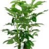 Schefflera Amate - Vingersboom -Groen Planten Shop schefflera amate kamerplant 2