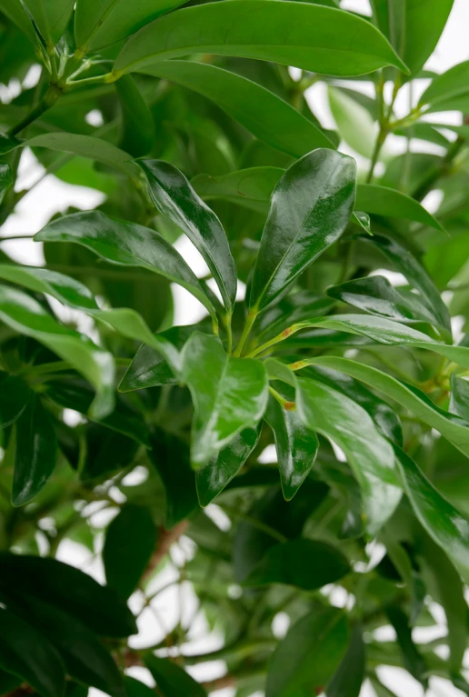 Schefflera Compacta - Vingersboom 7 Schefflera Compacta - Vingersboom - Afbeelding 5