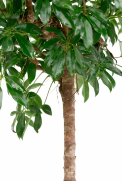 Schefflera Compacta - Vingersboom 8 Schefflera Compacta - Vingersboom -Groen Planten Shop schefflera compacta vingersboom kopen 32cm