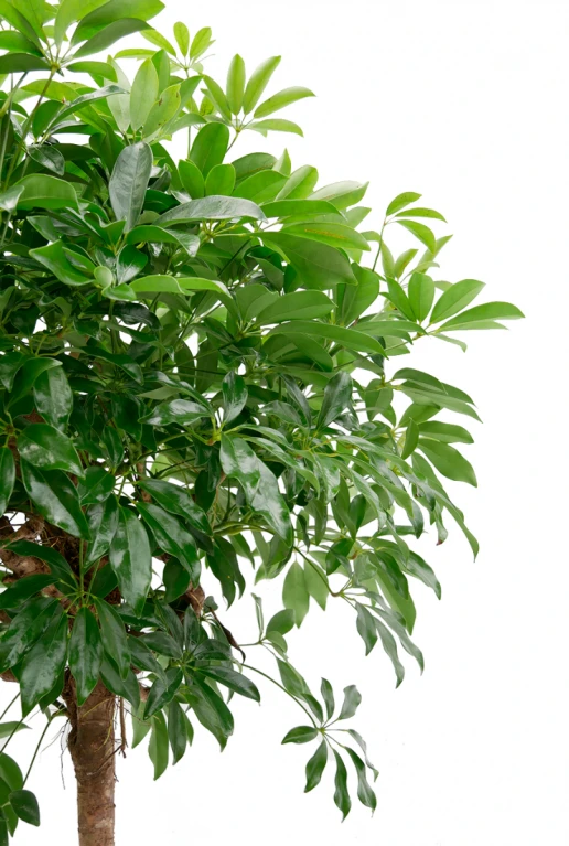 Schefflera Compacta - Vingersboom 5 Schefflera Compacta - Vingersboom - Afbeelding 3