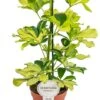 Schefflera Melanie - Vingersboom -Groen Planten Shop schefflera melanie