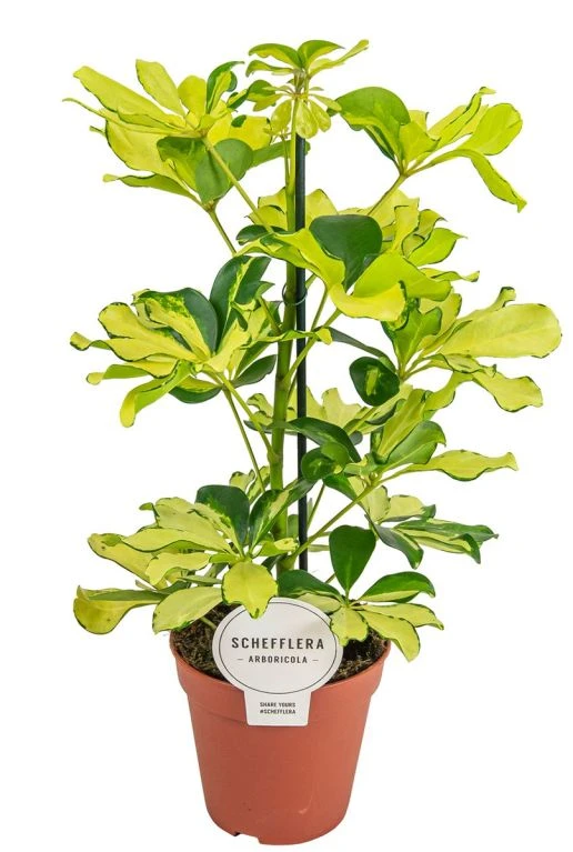 Schefflera Melanie - Vingersboom 3 Schefflera Melanie - Vingersboom