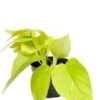 Epipremnum Golden Pothos - Epipremnum -Groen Planten Shop scindapsus golden pothos p12 1 1