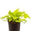 Scindapsus Golden Pothos - Epipremnum 1 Scindapsus Golden Pothos - Epipremnum -Groen Planten Shop scindapsus golden pothos hydrocultuur