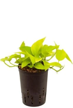 Scindapsus Golden Pothos - Epipremnum