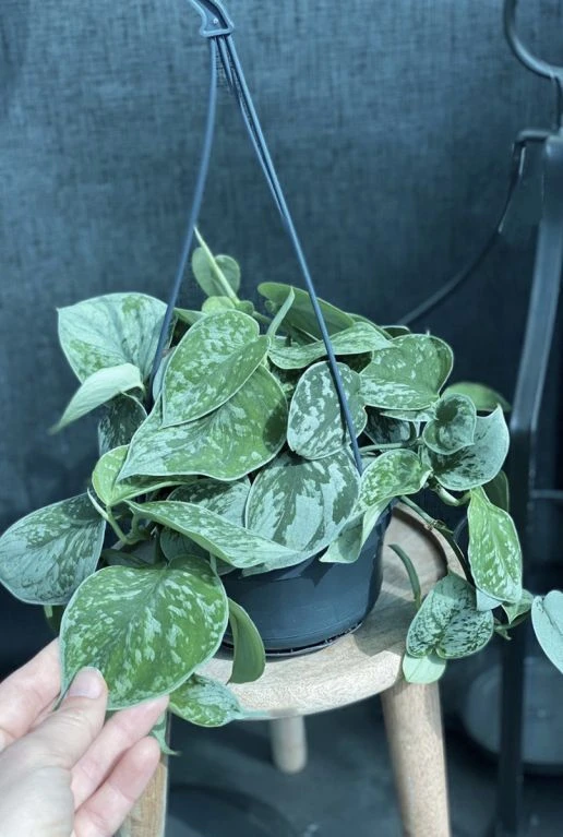 Scindapsus Pictus Silvery Ann - Epipremnum 4 Scindapsus Pictus Silvery Ann - Epipremnum - Afbeelding 2